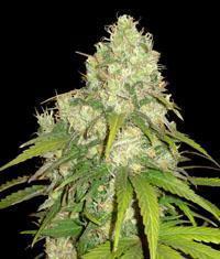 Sour purps