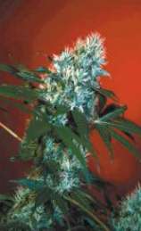 Afghan Mango marijuana seeds