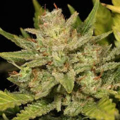 Afghani single seed