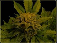 Heavyweight Budziller Feminised Seeds