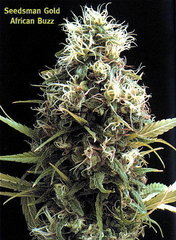 African Buzz single cannabis seeds