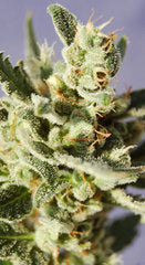 Afrodite autoflowering marijuana seed