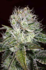 Agent Orange single marijuana seed