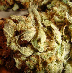 aiea marijuana single seed