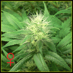 Alaskan Ice marijuana single seed