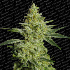 All kush cannabis single seeds