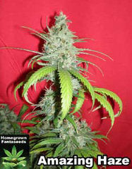 Amazing Haze marijuana single seed