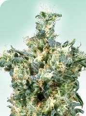 American Dream single seed