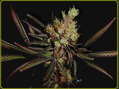 Amethyst Bud single seed