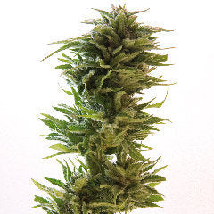 Afgooey marijuana seeds