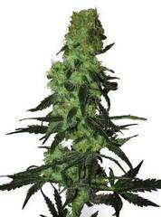 Amnesia White single seeds