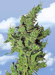 Amsterdam Mist marijuana seeds