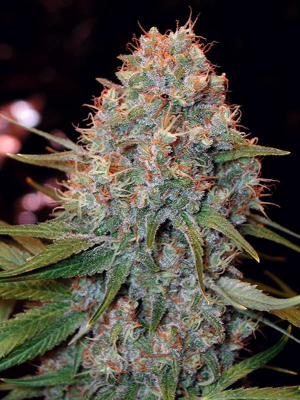Angel Dust marijuana seeds