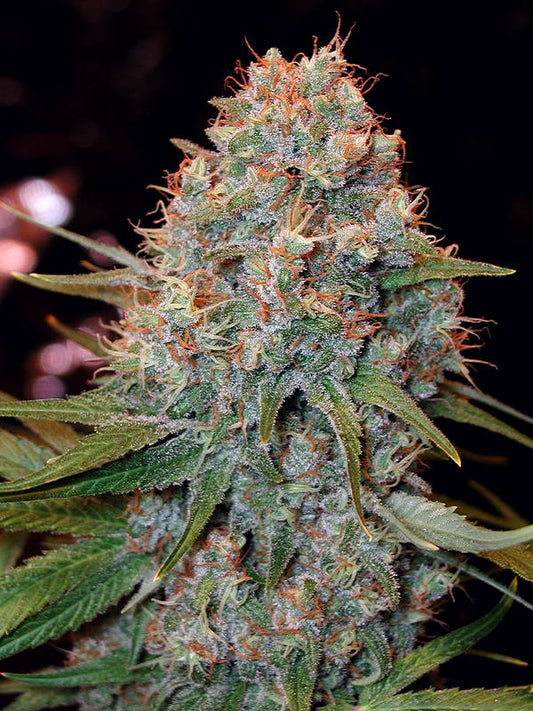 Graines de marijuana Angel Dust