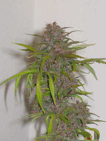 Apalala cannabis seeds