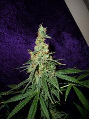 Apollo 13 X Vortex single seeds