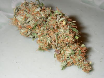 Apple colorado marijuana