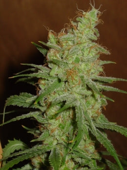 Apricot marijuana seeds