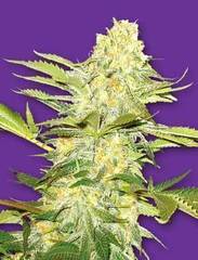 Arctic Sun single seeds