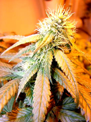 Arianny Celeste marijuana seeds