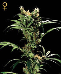 Arjan's strawberry haze marijuana single seeds