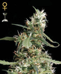 Arjan ultra haze #1 marijuana seeds