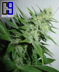 Aroma marijuana single seed