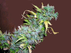 Asia Girl marijuana seed