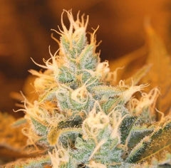 Sputnik 3.0 marijuana seed