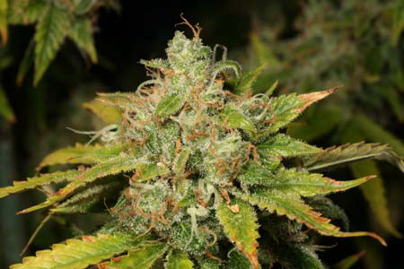 Atomic Haze marijuana seeds