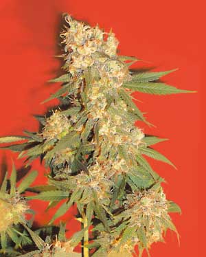 Aurora marijuana seeds