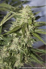 AutoMazar marijuana seed