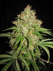 Automatic White Moscow single seed