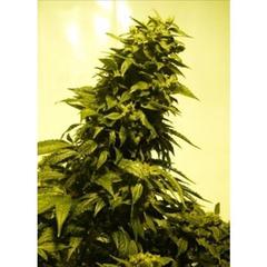 Auto AK ak47 cross lowryder single seeds