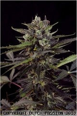 AutoBlueberry single seed