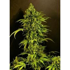 Automatic Mass single seed