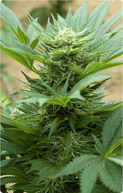 Advanced Seeds Automatik Mélange 15 graines
