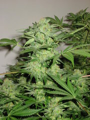 Automatic Northern Lights single seed