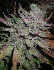 Avalon marijuana single seed