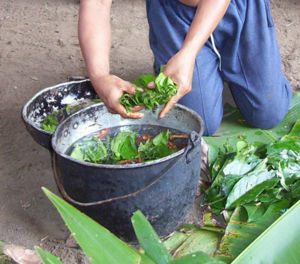 Ayahuasca Tea {several extracts}