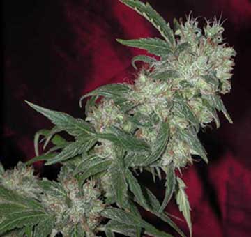 Roadkill marijuana seeds