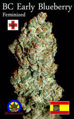 BC Early Blueberry single seed
