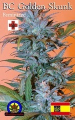 BC Golden Skunk single seed