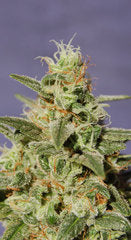 BCN Diesel Automatic single seed