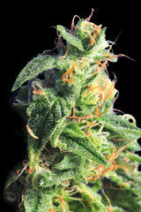 BCN Diesel single seed