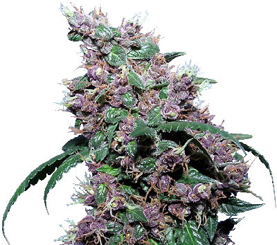 Black velvet marijuana seeds