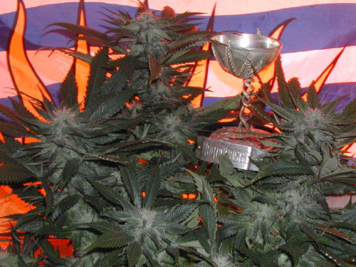 God Bud marijuana seeds