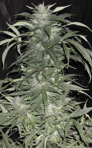 Sweet Tooth marijuana seeds