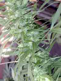 Aurora Indica X Afghani