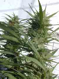 Skunk X Big Bud